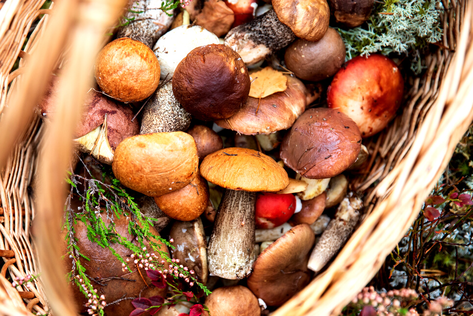 Freshly Picked Wild Mushrooms